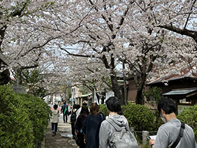 春の鎌倉ウォーキングツアー