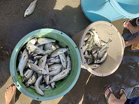 三浦海岸　地引網体験