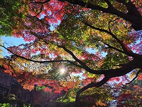 秋の鎌倉ウォーキングツアー