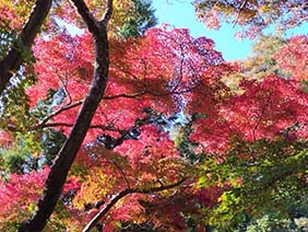 秋の鎌倉ウォーキングツアー